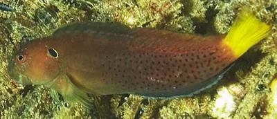 Yellowtail blenny (Cirripectes heemstraorum)