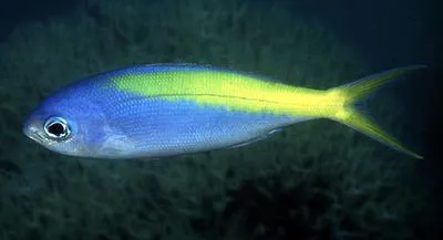 Yellowtail blue snapper (Paracaesio xanthura)