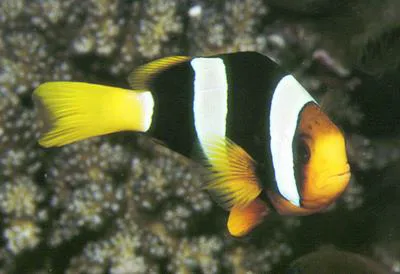 Yellowtail clownfish (Amphiprion clarkii)