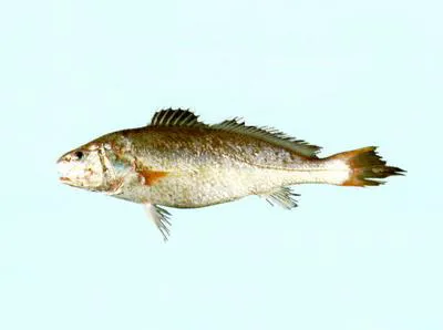 Yellowtail croaker (Austronibea oedogenys)