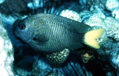 Yellowtail damselfish (Microspathodon chrysurus)