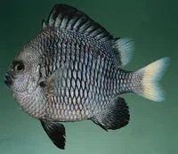 Yellowtail dascyllus (Dascyllus flavicaudus)