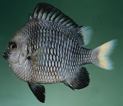 Yellowtail dascyllus (Dascyllus flavicaudus)