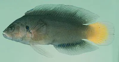 Yellowtail dottyback (Pseudochromis linda)