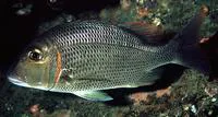 Yellowtail emperor (Lethrinus crocineus)