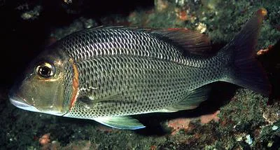 Yellowtail emperor (Lethrinus crocineus)