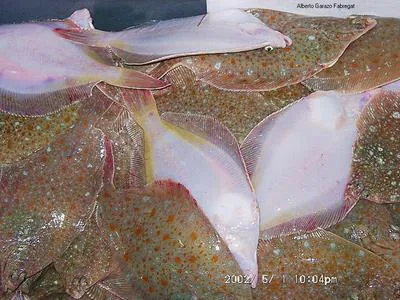 Yellowtail flounder (Limanda ferruginea)