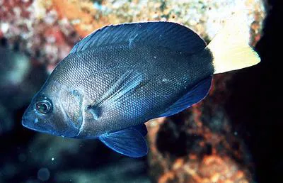 Yellowtail hamlet (Hypoplectrus chlorurus)