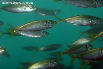 Yellowtail horse mackerel (Trachurus novaezelandiae)