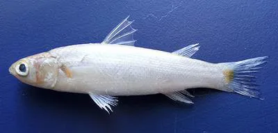 Yellowtail mullet (Sicamugil cascasia)
