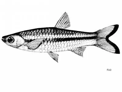 Yellowtail rasbora (Rasbora tornieri)