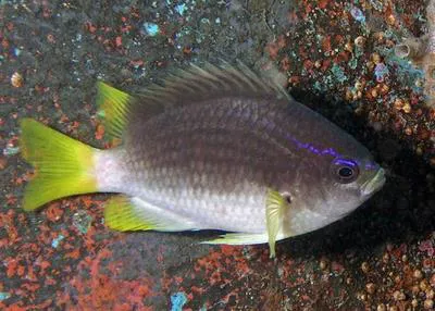 Yellowtail reeffish (Chromis enchrysura)