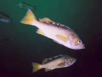 Yellowtail rockfish (Sebastes flavidus)