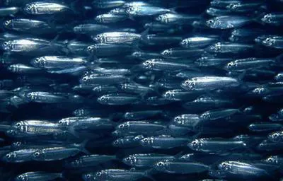 Yellowtail sardinella (Sardinella rouxi)