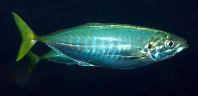 Yellowtail scad (Atule mate)