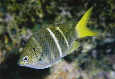 Yellowtail sergeant (Abudefduf notatus)