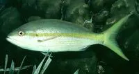 Yellowtail snapper (Ocyurus chrysurus)