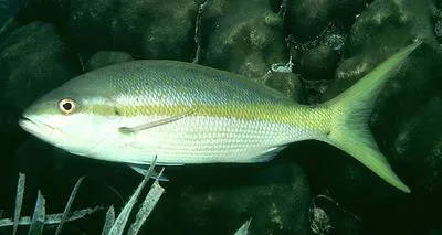 Yellowtail snapper (Ocyurus chrysurus)