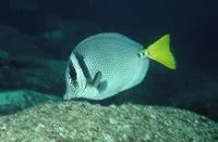 Yellowtail surgeonfish (Prionurus punctatus)