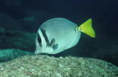 Yellowtail surgeonfish (Prionurus punctatus)