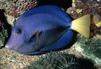 Yellowtail tang (Zebrasoma xanthurum)