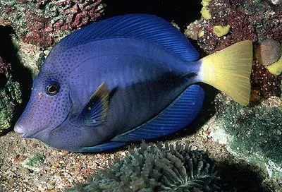 Yellowtail tang (Zebrasoma xanthurum)