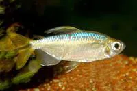 Yellowtail tetra (Alestopetersius caudalis)