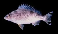 Yellowtail trumpeter (Amniataba caudavittata)