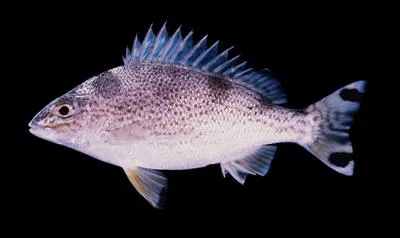 Yellowtail trumpeter (Amniataba caudavittata)