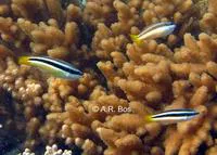 Yellowtail tubelip (Diproctacanthus xanthurus)
