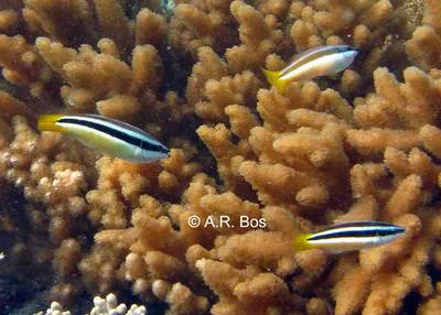 Yellowtail tubelip (Diproctacanthus xanthurus)