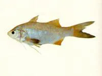 Yellowthread threadfin (Filimanus xanthonema)