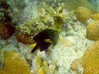 Yellowtip damselfish (Stegastes pictus)