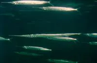 Yellowtip halfbeak (Hemiramphus marginatus)