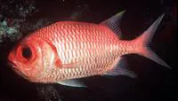 Yellowtip soldierfish (Myripristis xanthacra)