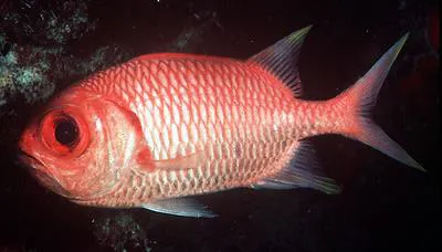 Yellowtip soldierfish (Myripristis xanthacra)