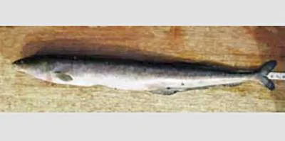 Yemdele (Mormyrops breviceps)