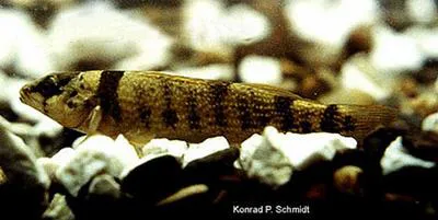 Yoke darter (Etheostoma juliae)