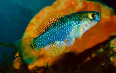 Yucatan flagfish (Garmanella pulchra)