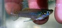 Yucatan gambusia (Gambusia yucatana)