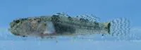 Yucatan goby (Gobiosoma yucatanum)