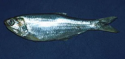Zabaleta anchovy (Anchovia clupeoides)