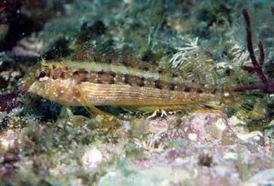 Zaca blenny (Malacoctenus zacae)
