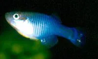 Zaire lampeye (Hypsopanchax platysternus)