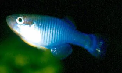 Zaire lampeye (Hypsopanchax platysternus)