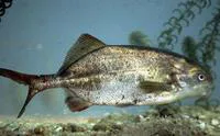 Zambesi parrotfish (Cyphomyrus discorhynchus)