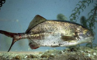 Zambesi parrotfish (Cyphomyrus discorhynchus)
