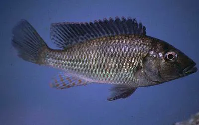 Zambezi bream (Pharyngochromis acuticeps)