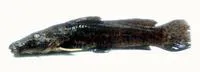 Zambezi grunter (Parauchenoglanis ngamensis)