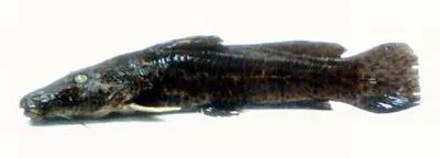 Zambezi grunter (Parauchenoglanis ngamensis)